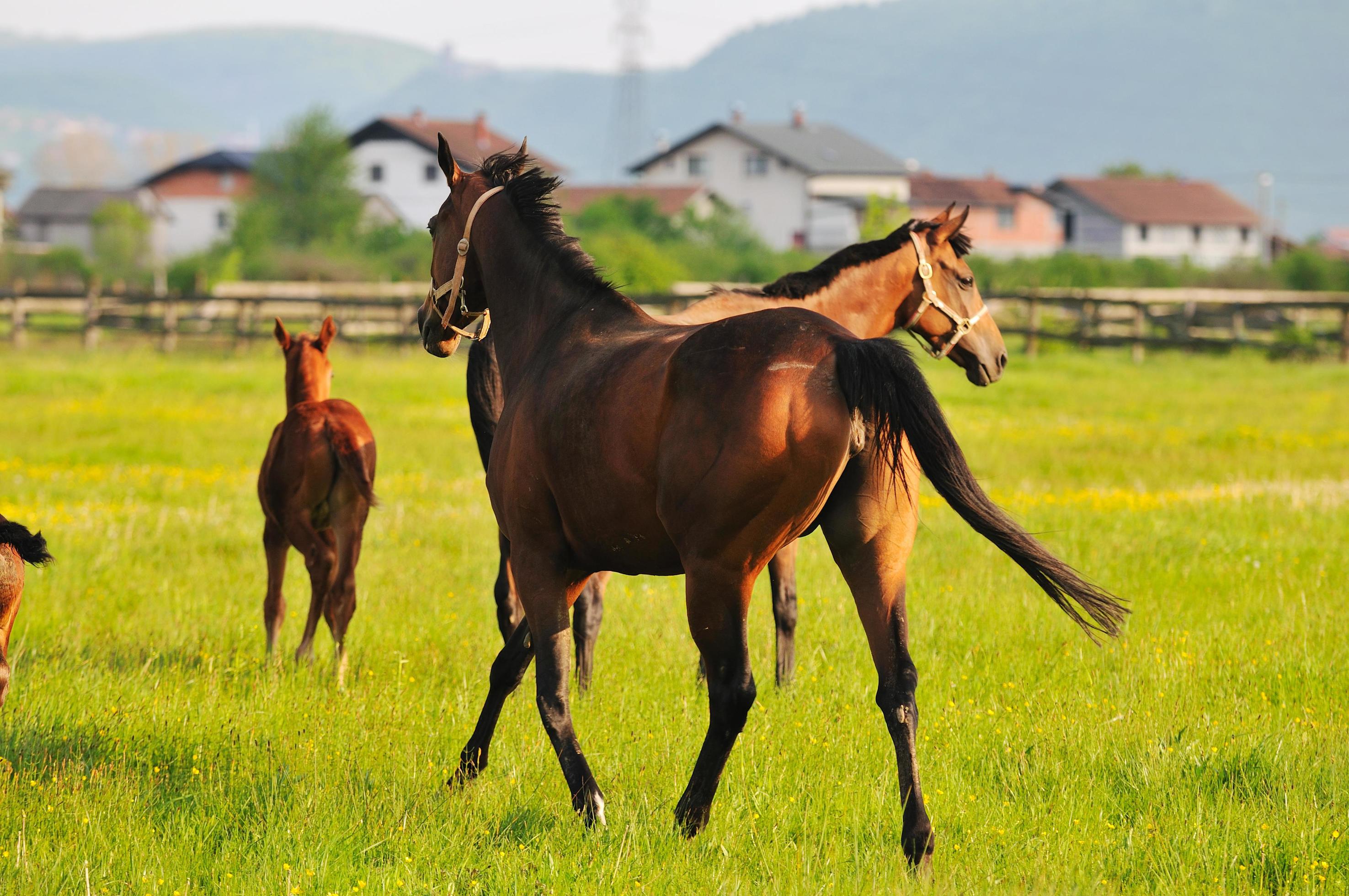 horse nature view Stock Free