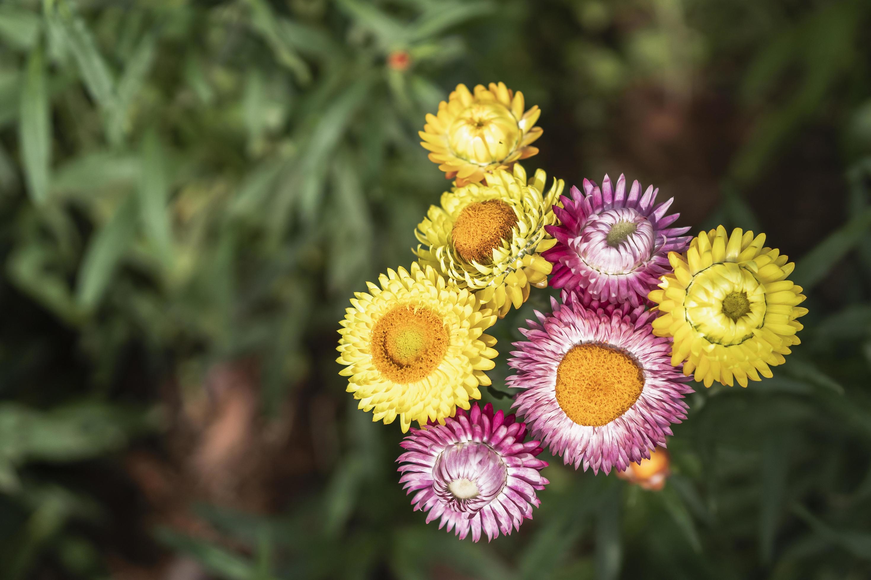 colorful straw flower blossom booming in garden Stock Free