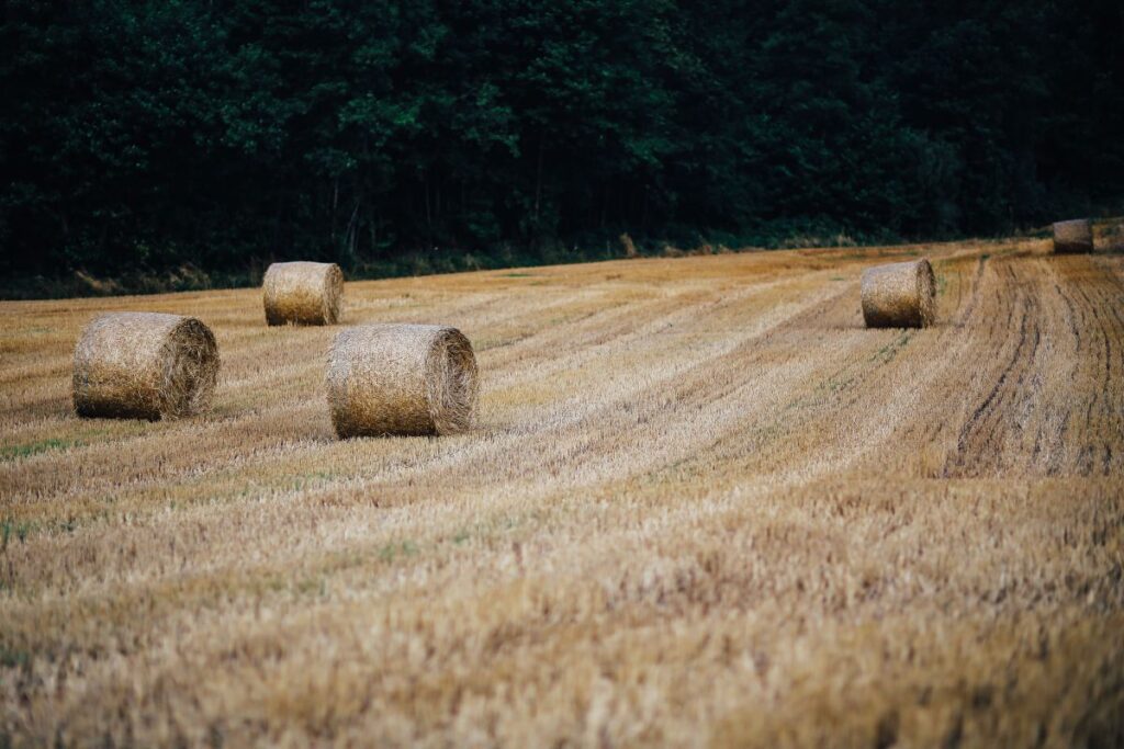 Car trip through fields and forests Stock Free