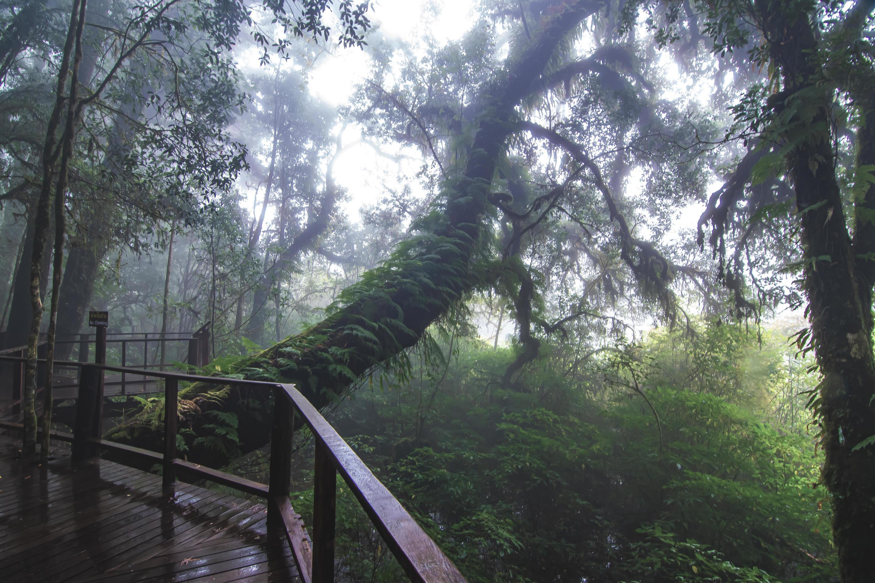 Beautiful rain forest at ang ka nature trail in doi inthanon national park, Thailand Stock Free