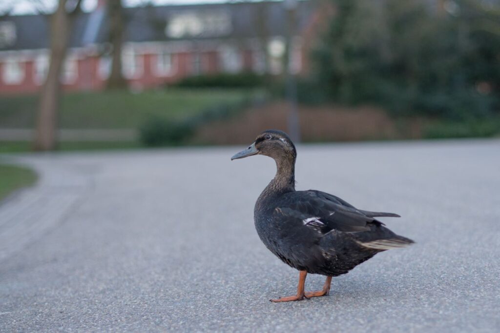 Duck on the road Stock Free