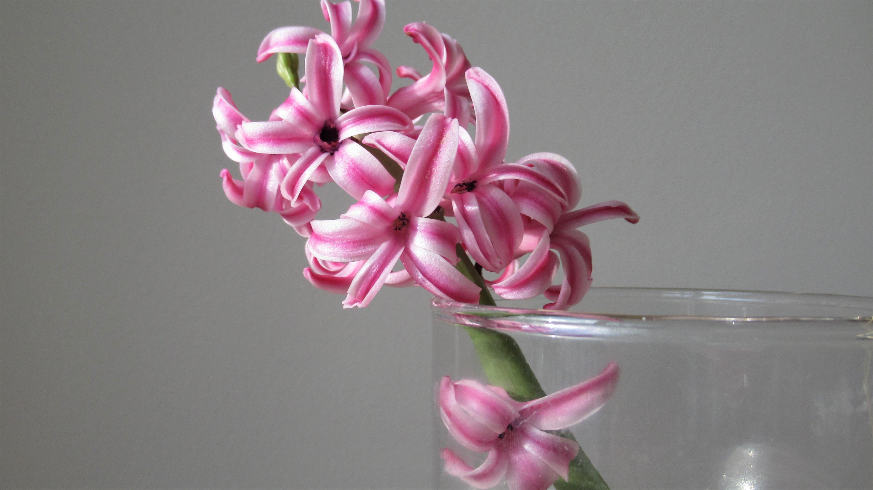 hyacinth, pink spring flower Stock Free