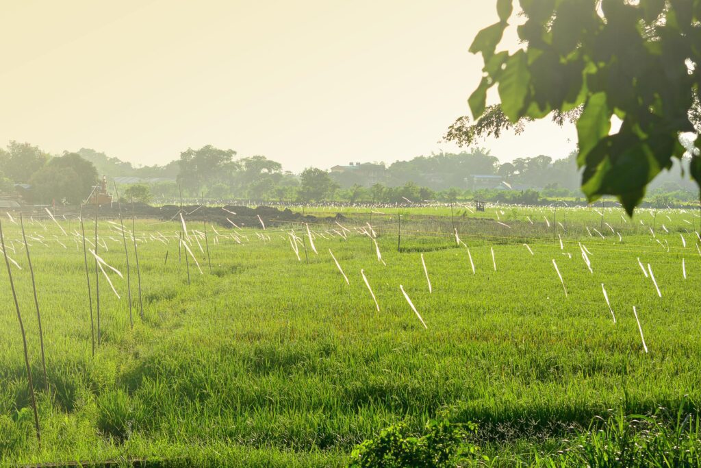 Green nature landscape with paddy rice field and in Penampang, Sabah, Malaysia Stock Free