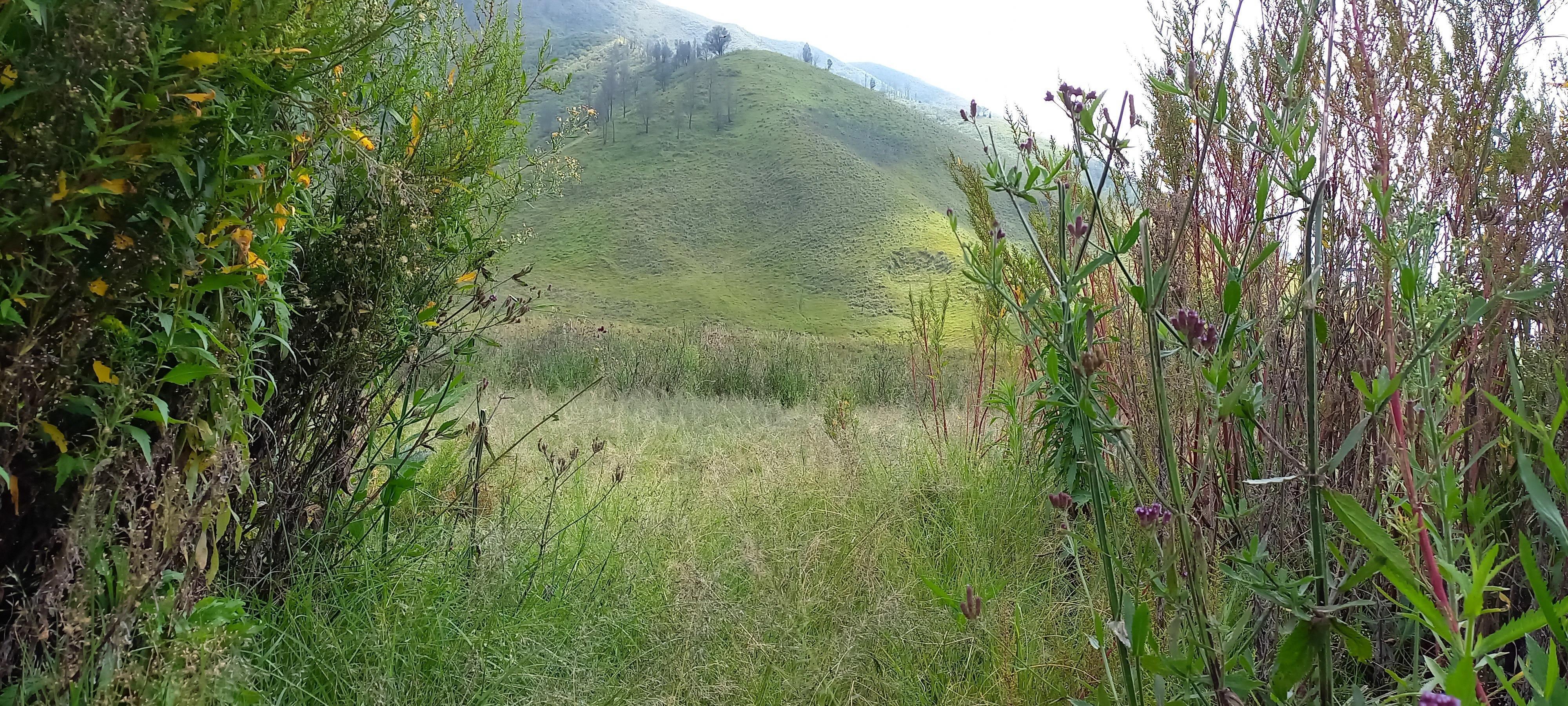 See the natural beauty of Mount Bromo, Indonesia Stock Free