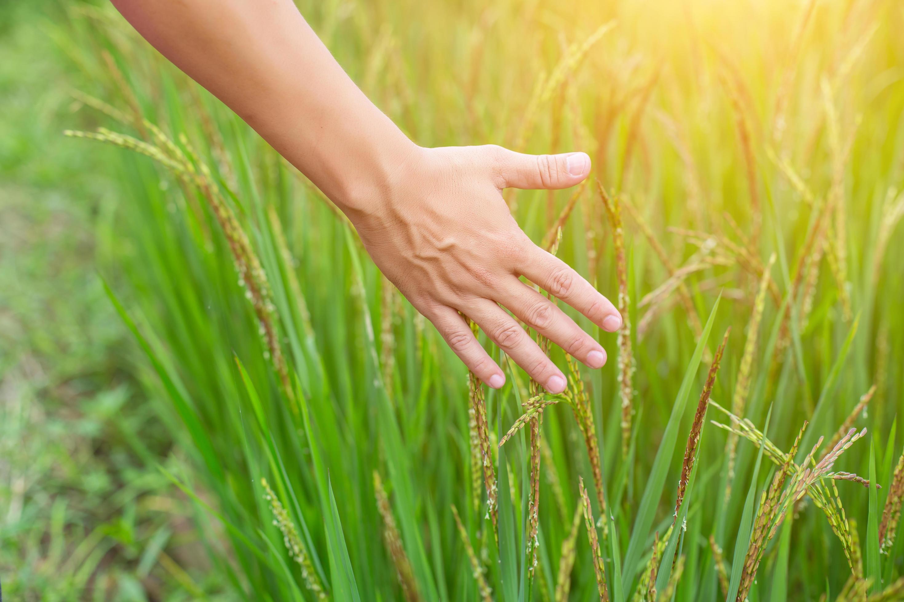 Hand of Young Woman Enjoying Nature with sunrise. Stock Free