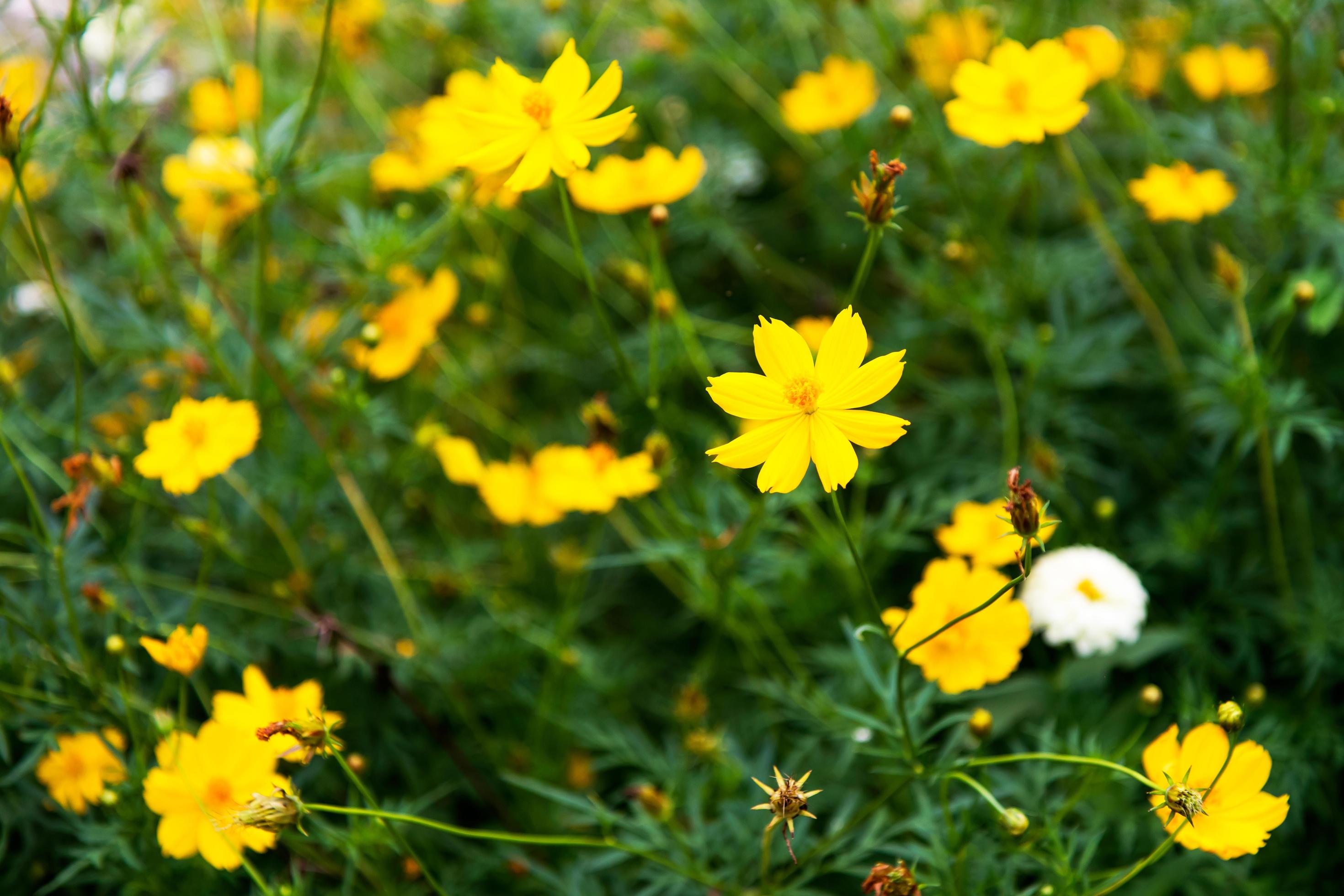 Cosmos yellow flowers. Stock Free