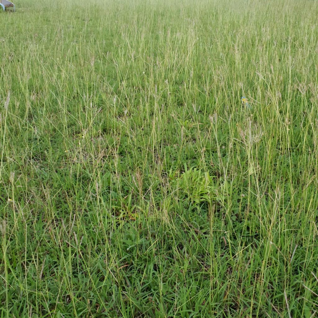 Grass on the meadow in a tropical country during the summer season under the hot sun. Stock Free