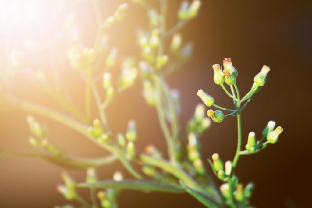 Beautiful bloming white wild flowers fields in springtime and natural sunlight shining on mountain. Stock Free