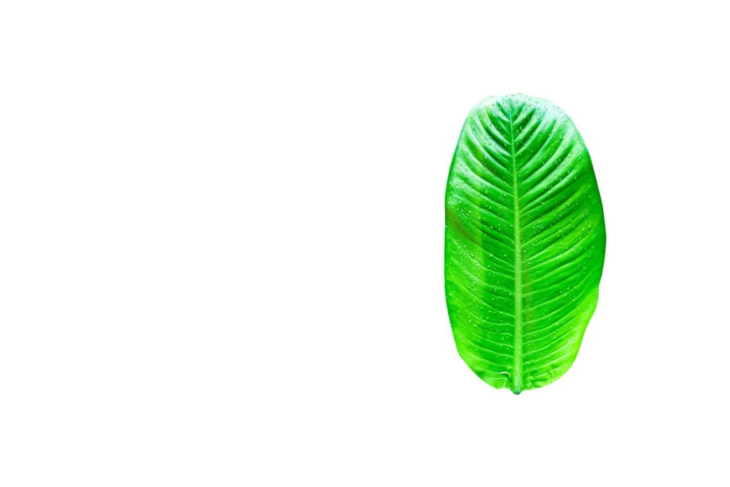 A cut-out of leaves on a white background with clipping paths. Stock Free