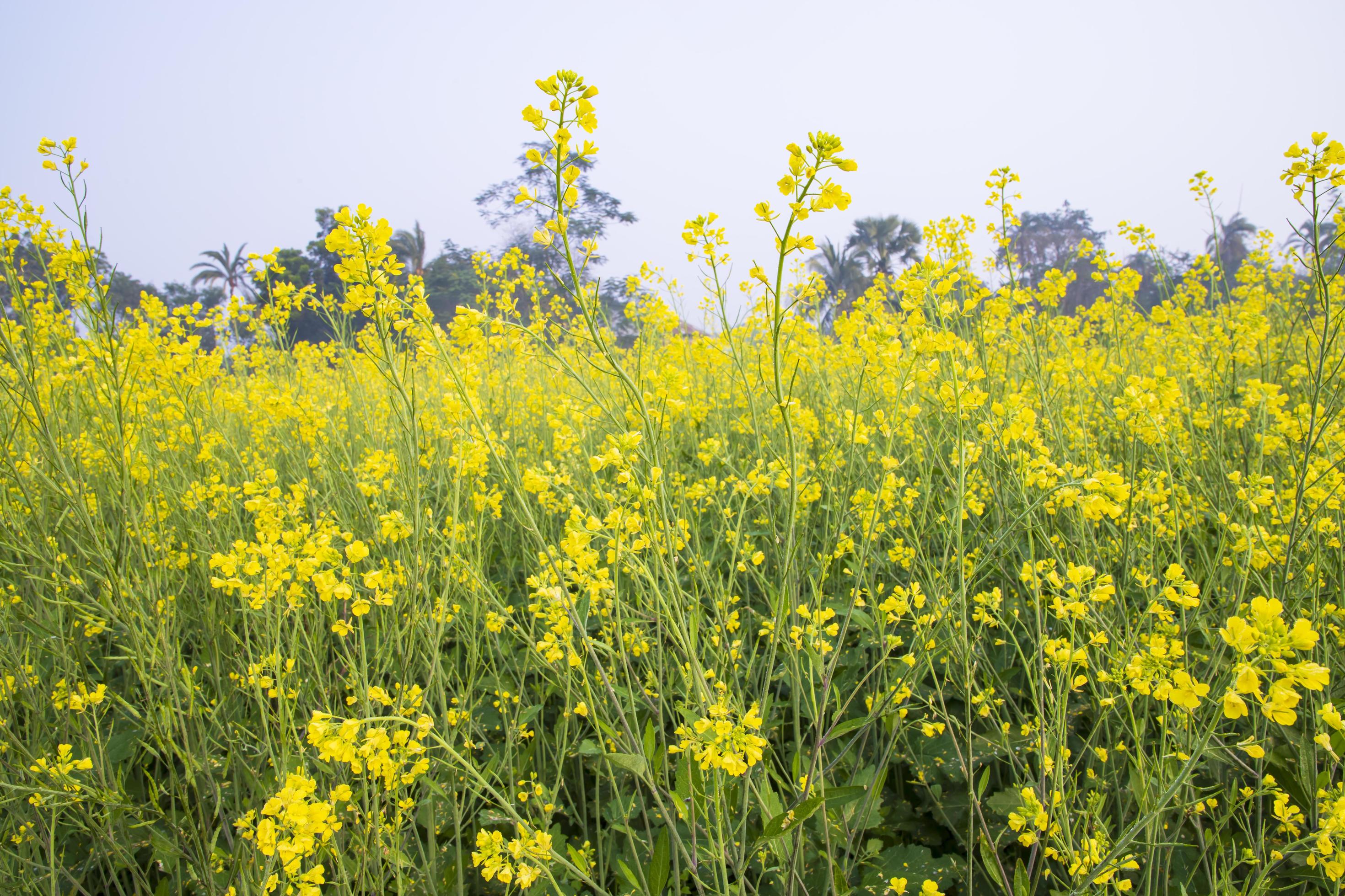 Yellow Rapeseed flowers in the field with blue sky. selective focus Natural landscape view Stock Free