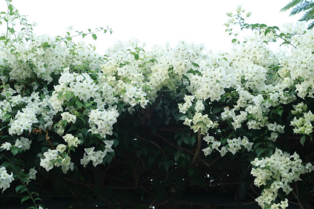 Beautiful white bougainvillea, tropical paper flower blooming in summer garden Stock Free