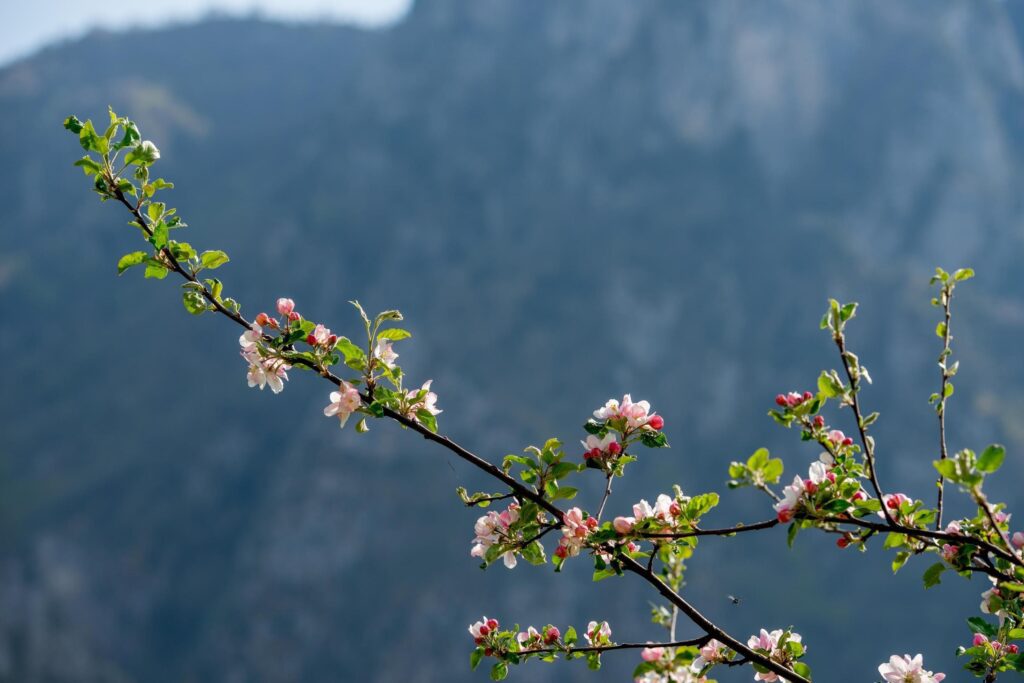 Flowering peach tree Stock Free