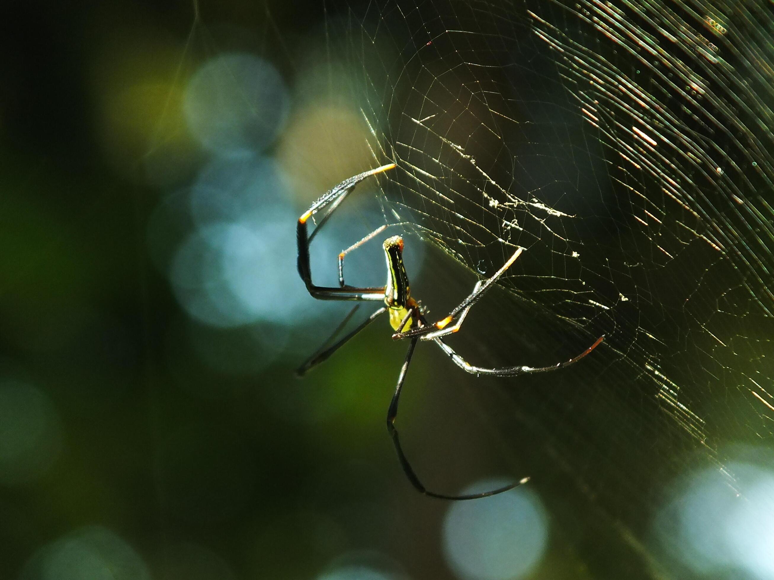 Spider in the cobweb with natural green forest background. A large spider waits patiently in its web for some prey Stock Free