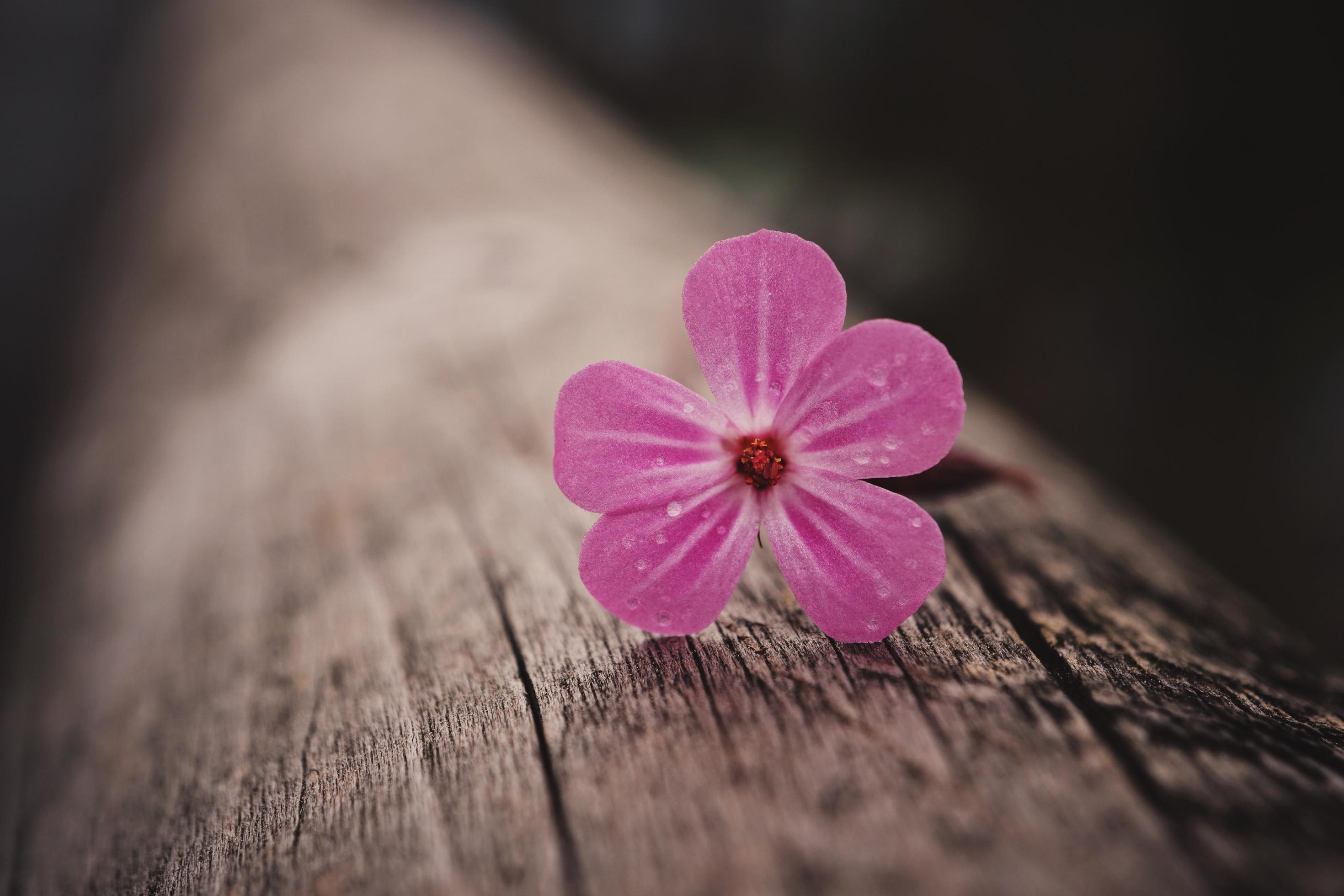 Beautiful pink flower plant in the garden in springtime Stock Free