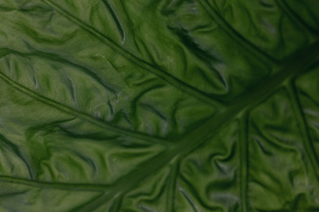 Collection of free close-up images of leaves – backgrounds – wallpapers Stock Free