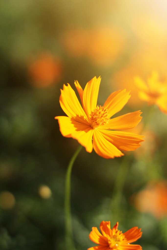 Beautiful yellow cosmos flowers, Yellow flower of Mexican Diasy with sunlight in garden Stock Free