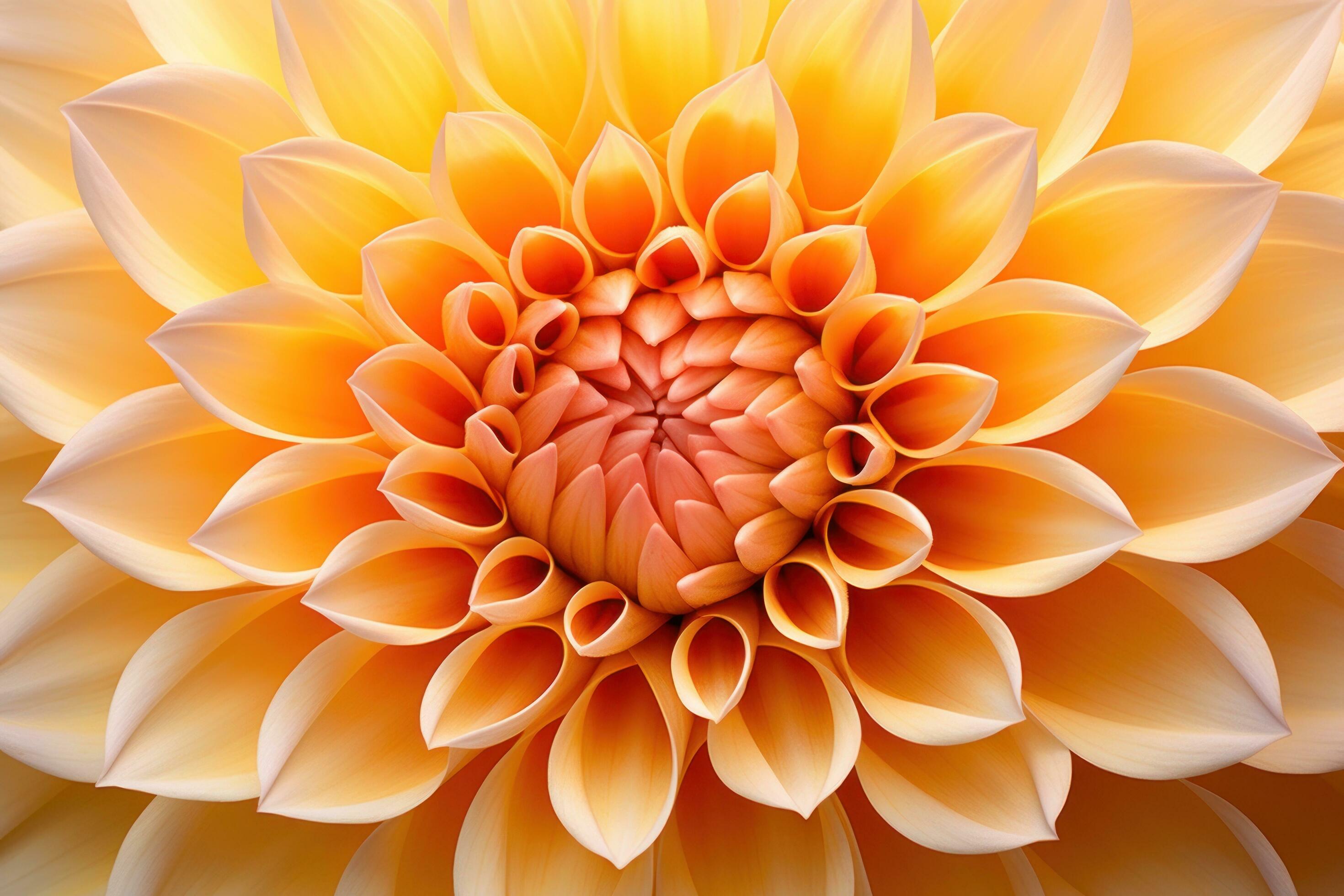 Yellow dahlia flower closeup background Stock Free