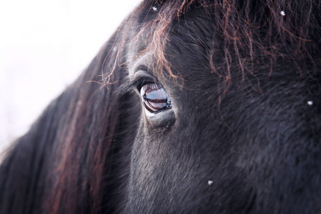 Horse Eye Close Up Brown Hair Stock Free