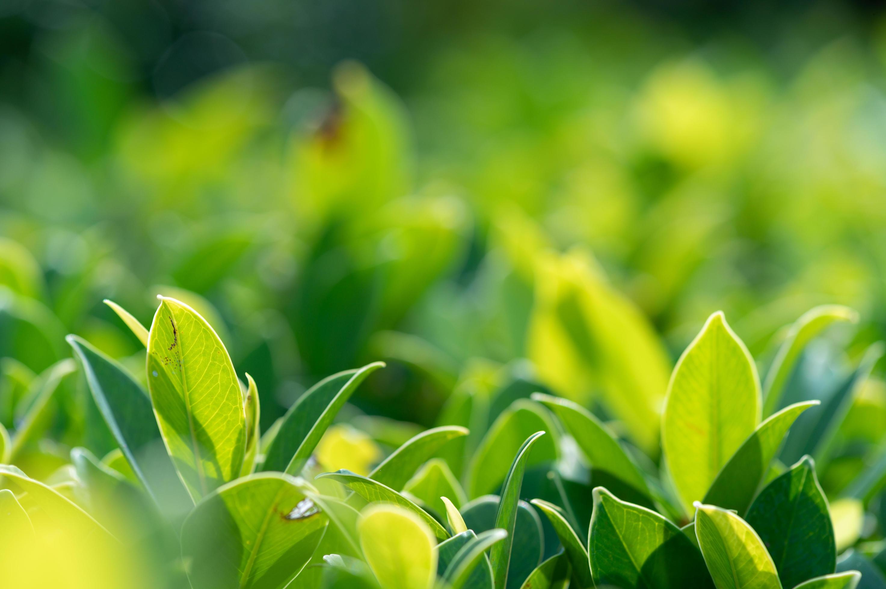 abstract stunning green leaf texture, tropical leaf foliage nature green background Stock Free