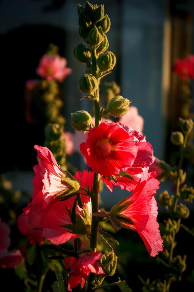 Beautiful pink hollyhock Althaea rosea flower blooming in summer garden Stock Free