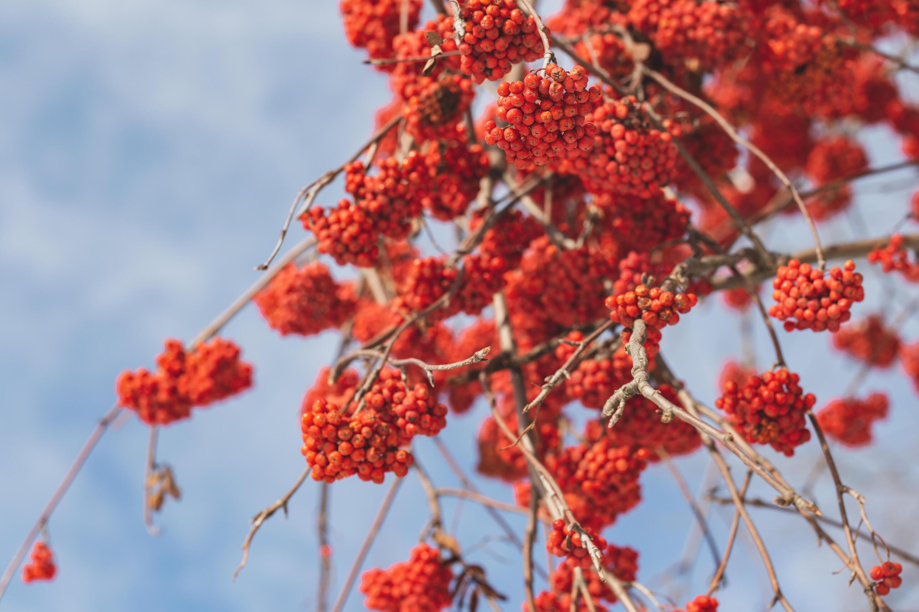 Bright rowan berries on a branch. Selective focus, blue background. Stock Free