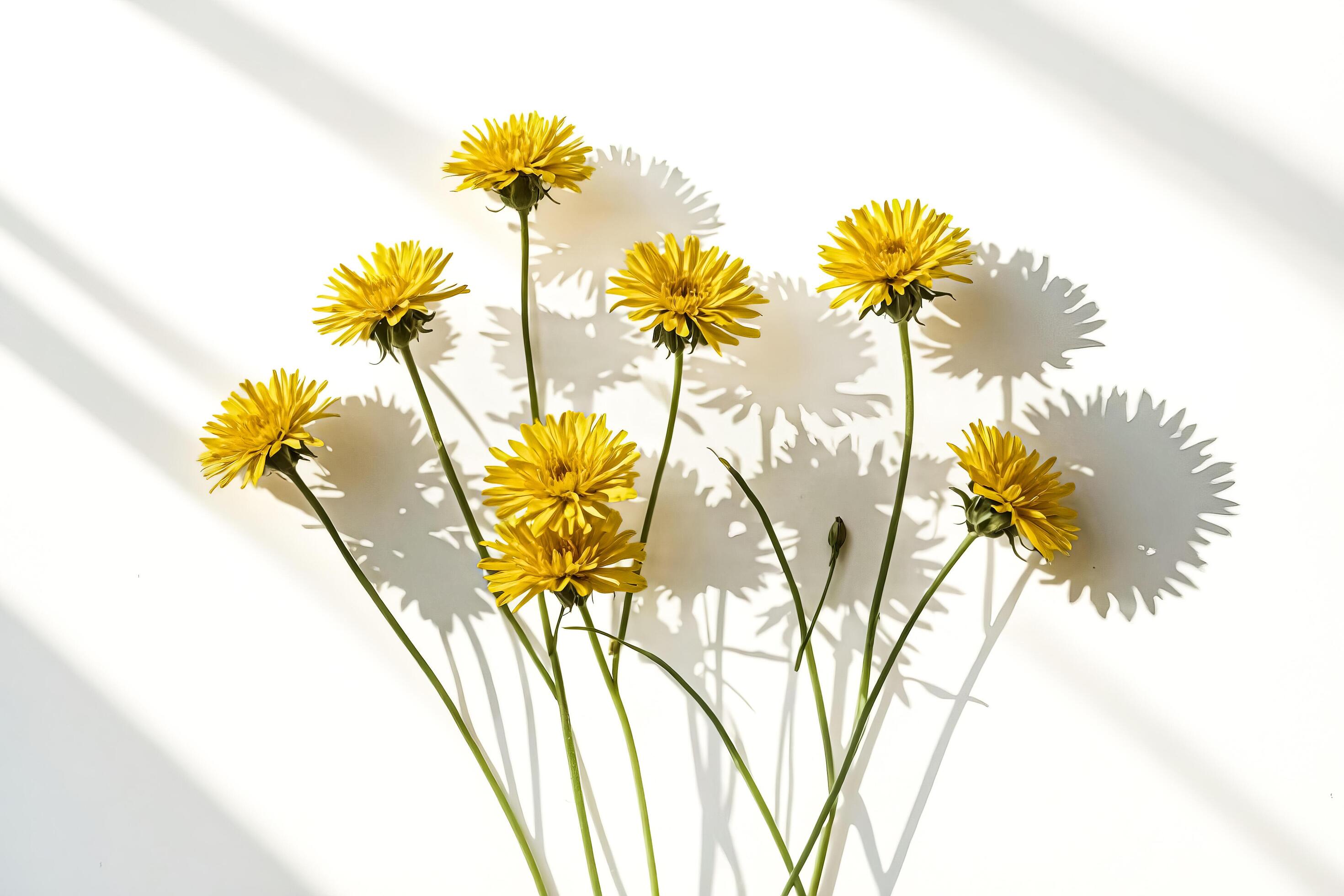 Yellow Flowers and Shadow on White Background Stock Free