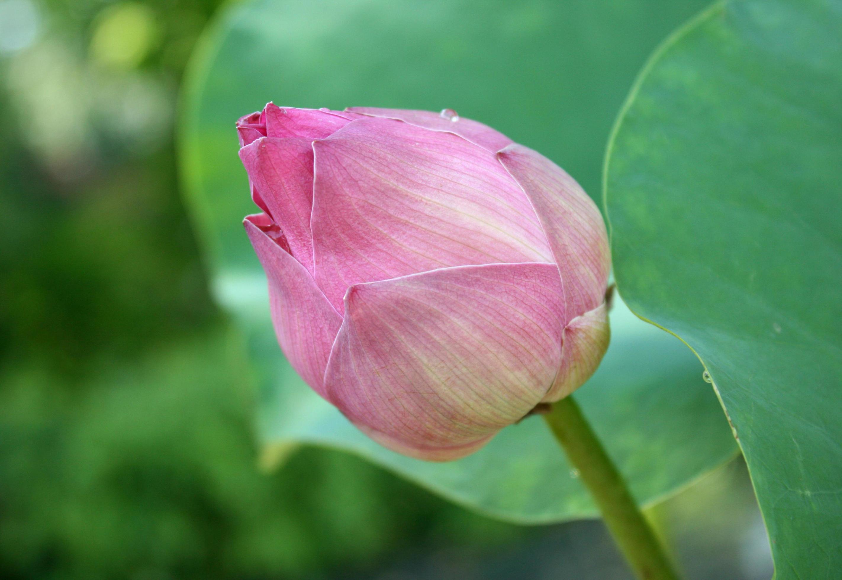 Lotus flower and Lotus flower plants Stock Free