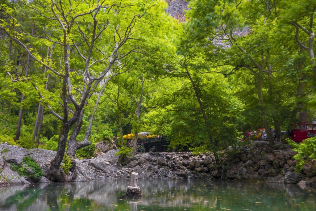 Mountain river stream waterfall green forest Landscape nature plant tree rainforest jungle Stock Free