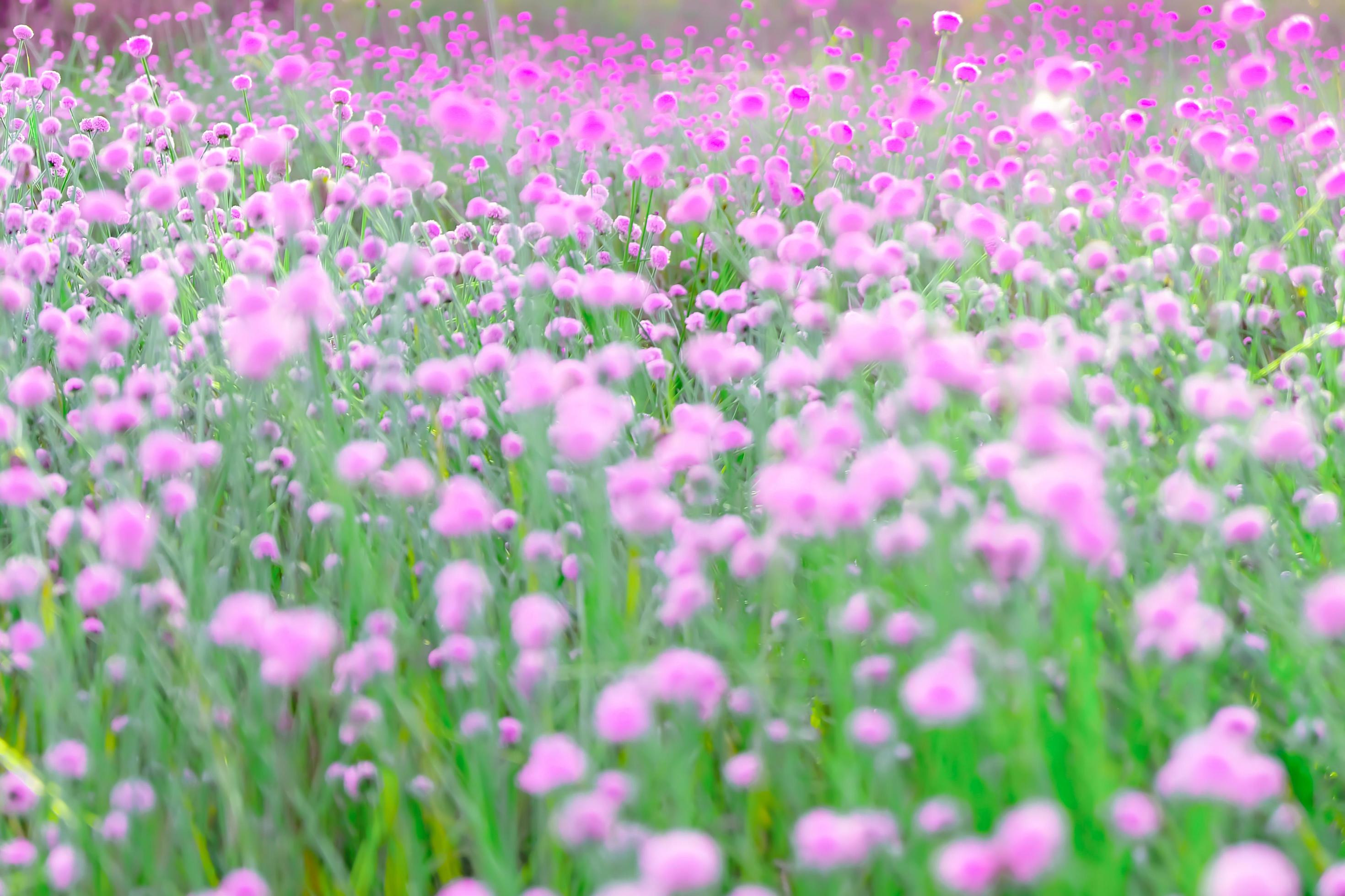 Blurred,Pink wild flower fields.Beautiful growing and blooming in the nature Stock Free