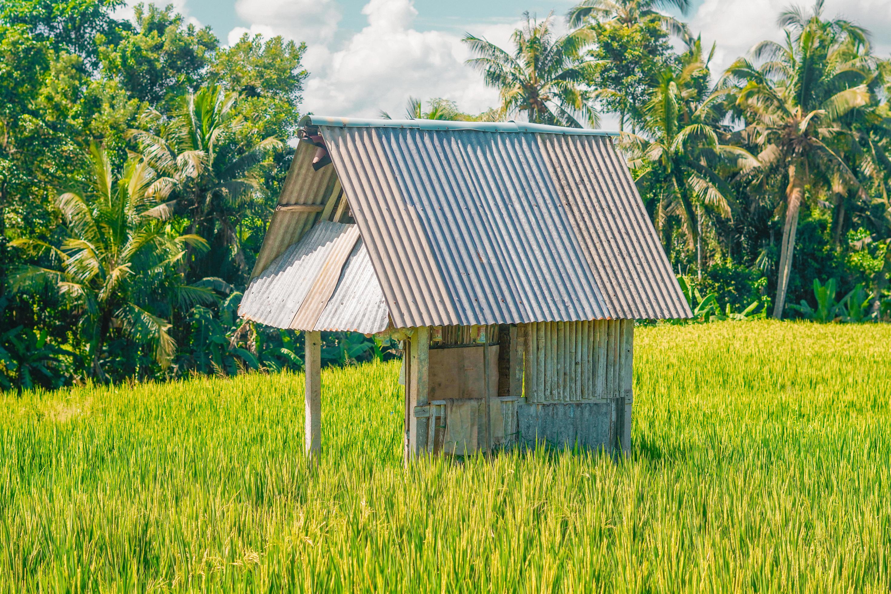 beautiful green paddy plants rice fields nature in Tabanan, Bali Stock Free