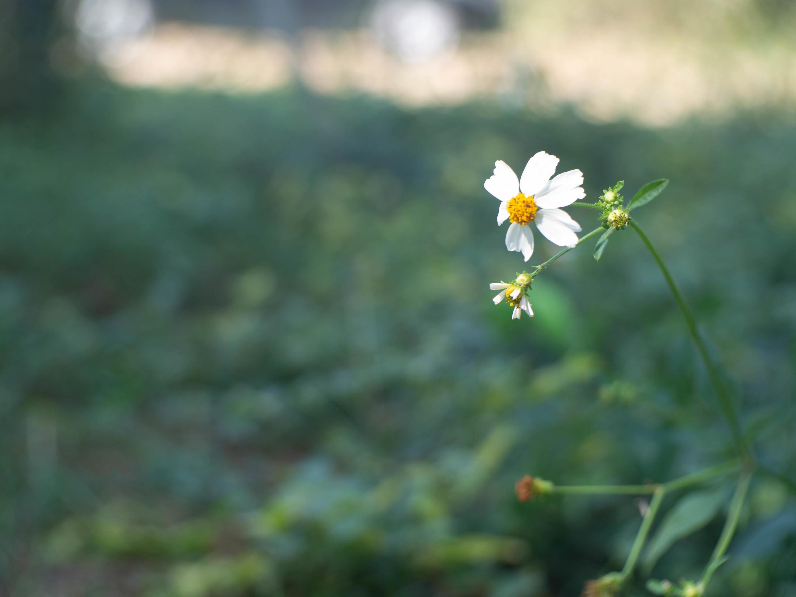 white flower and nature Stock Free