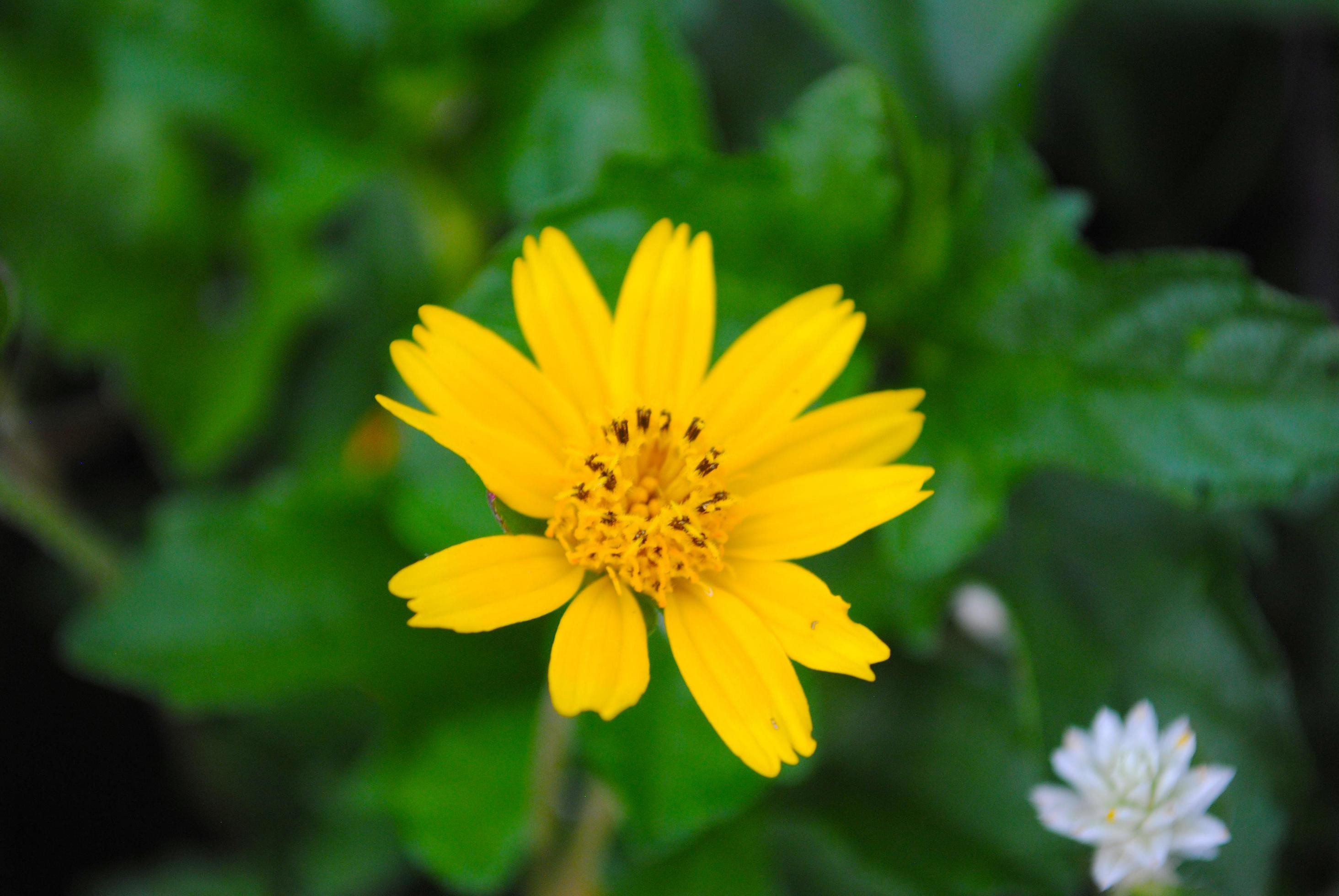 Grass flowers are very similar to sunflowers, glowing yellow. Stock Free