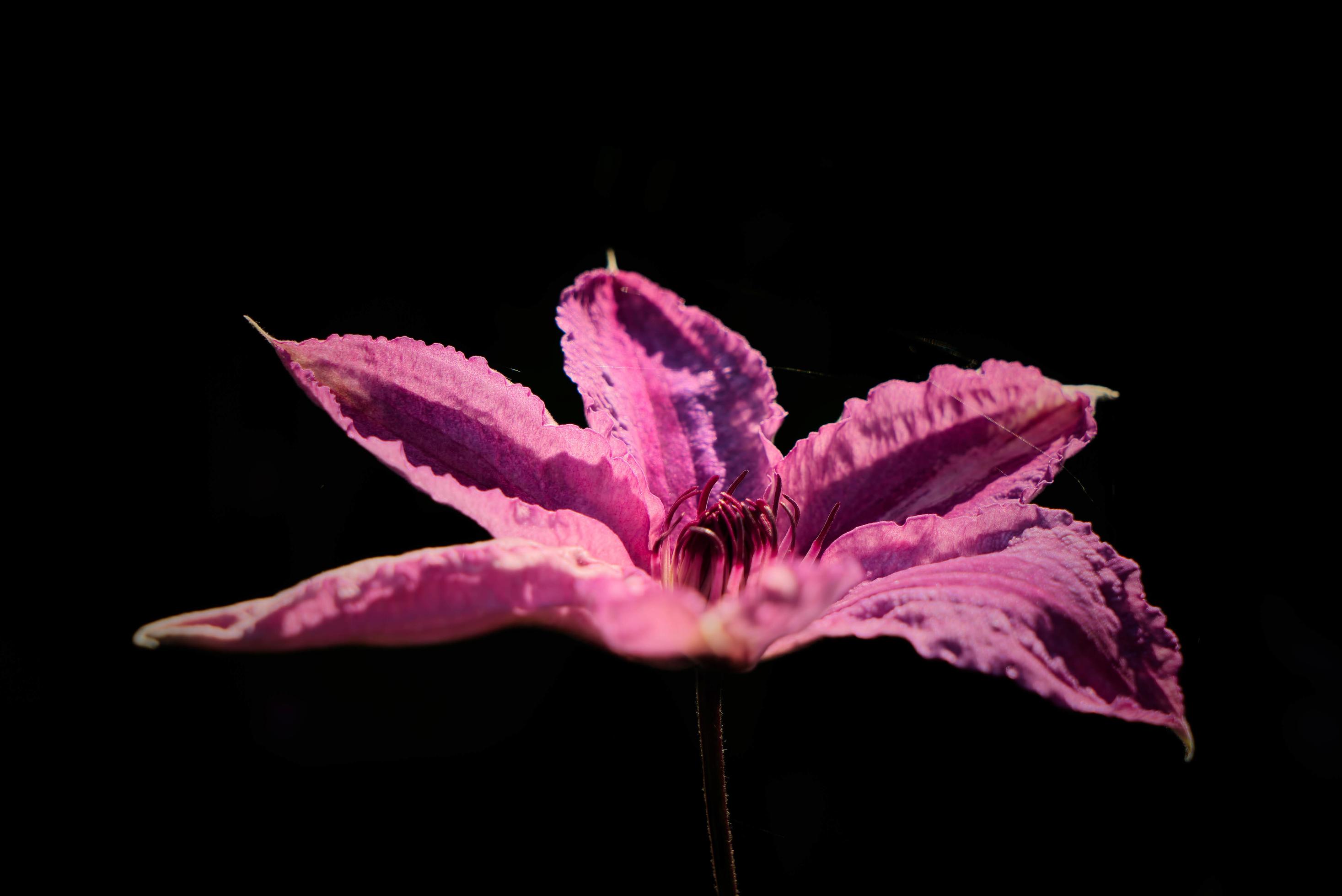 Pink Clematis Flower against a Dark Background Stock Free