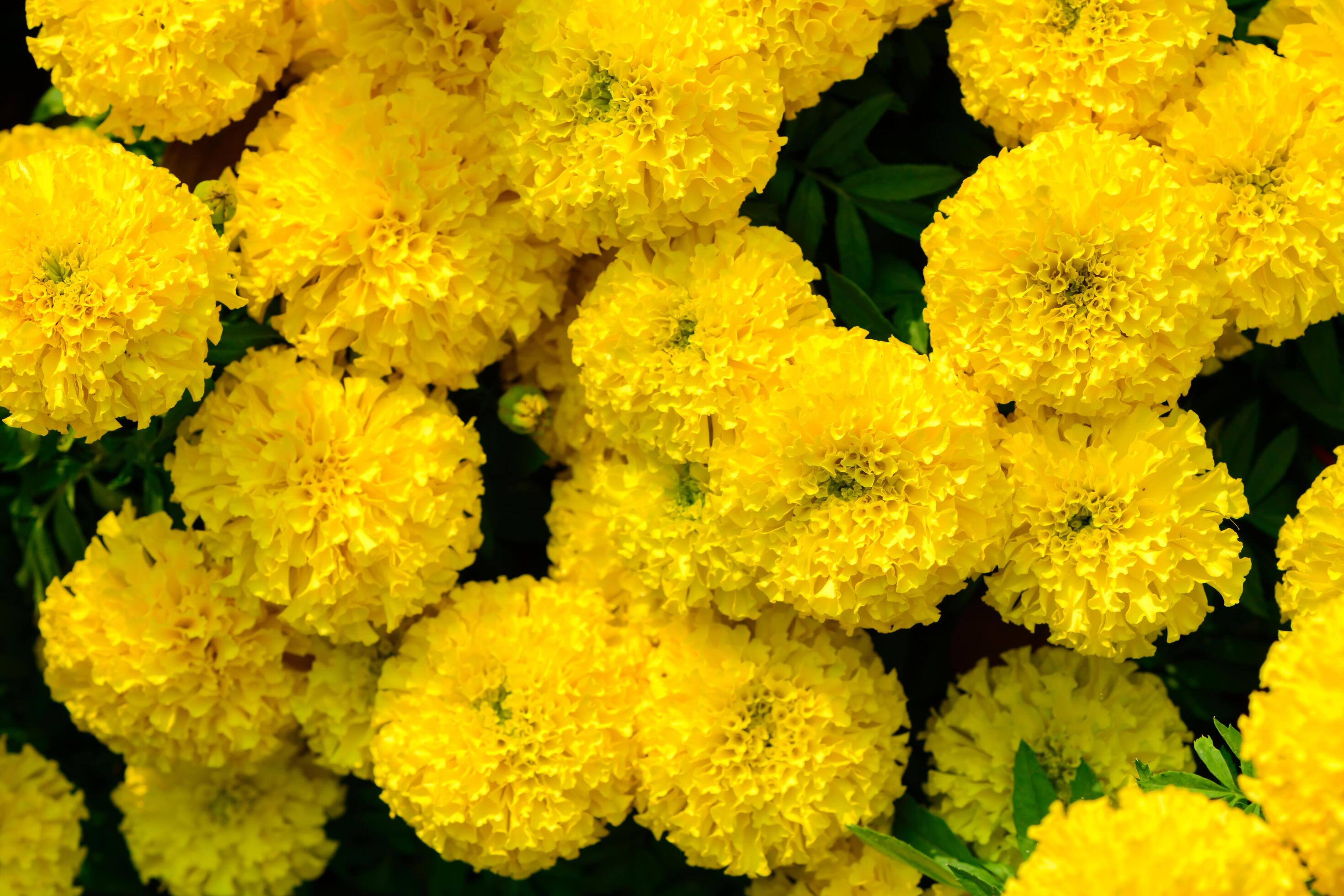 yellow mariglod flower blomming in garden, top view flower background Stock Free