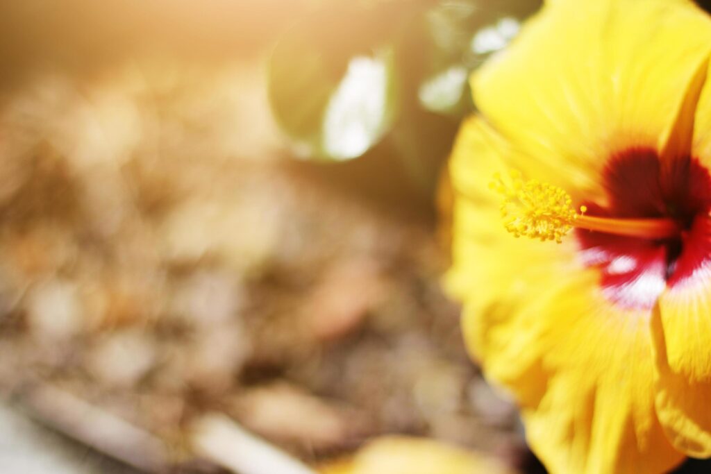 Blooming Yellow Hibiscus or Shoe Flower in natural sunlight Stock Free