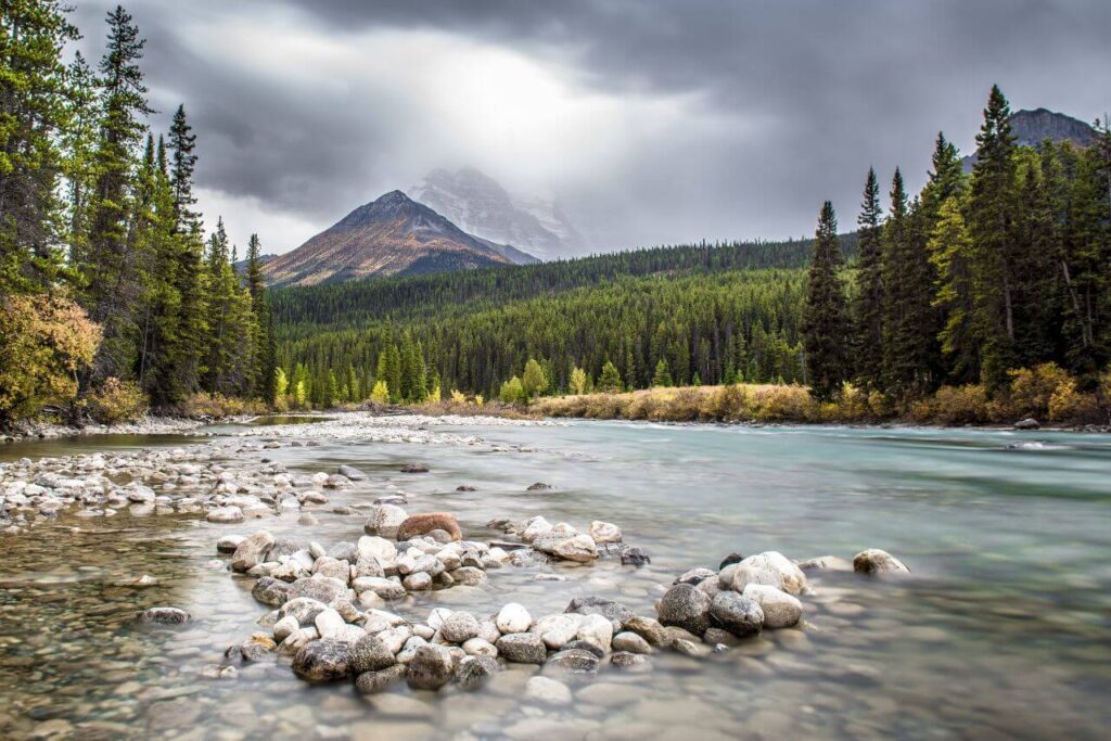 Alberta Stock Free