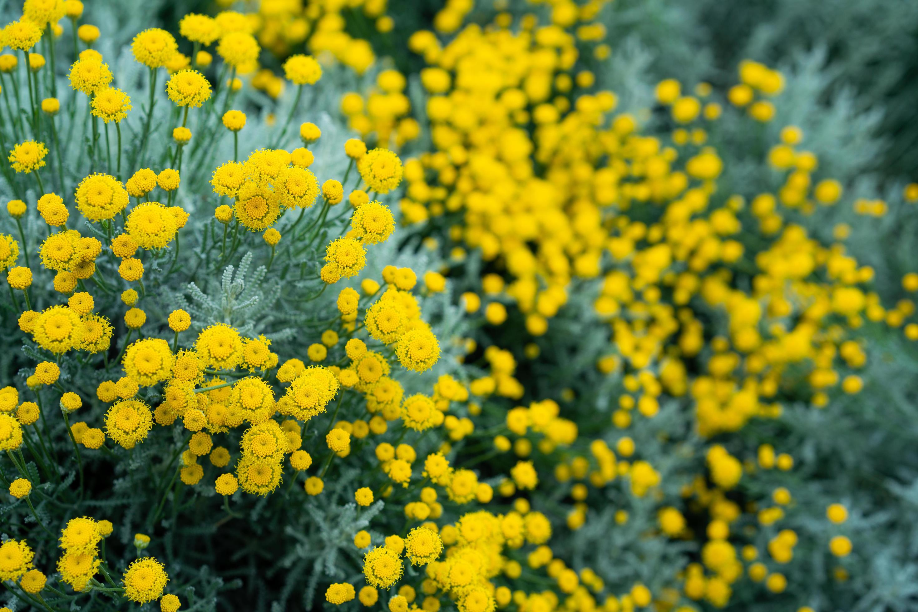 Natural background with decorative yellow chrysanthemum flowers Stock Free