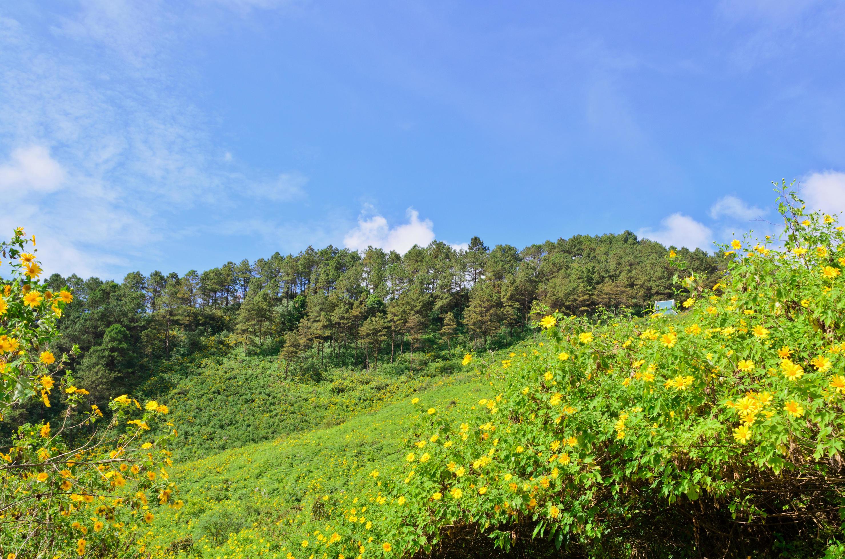 Scenic nature Doi Mae Uko mountain Stock Free