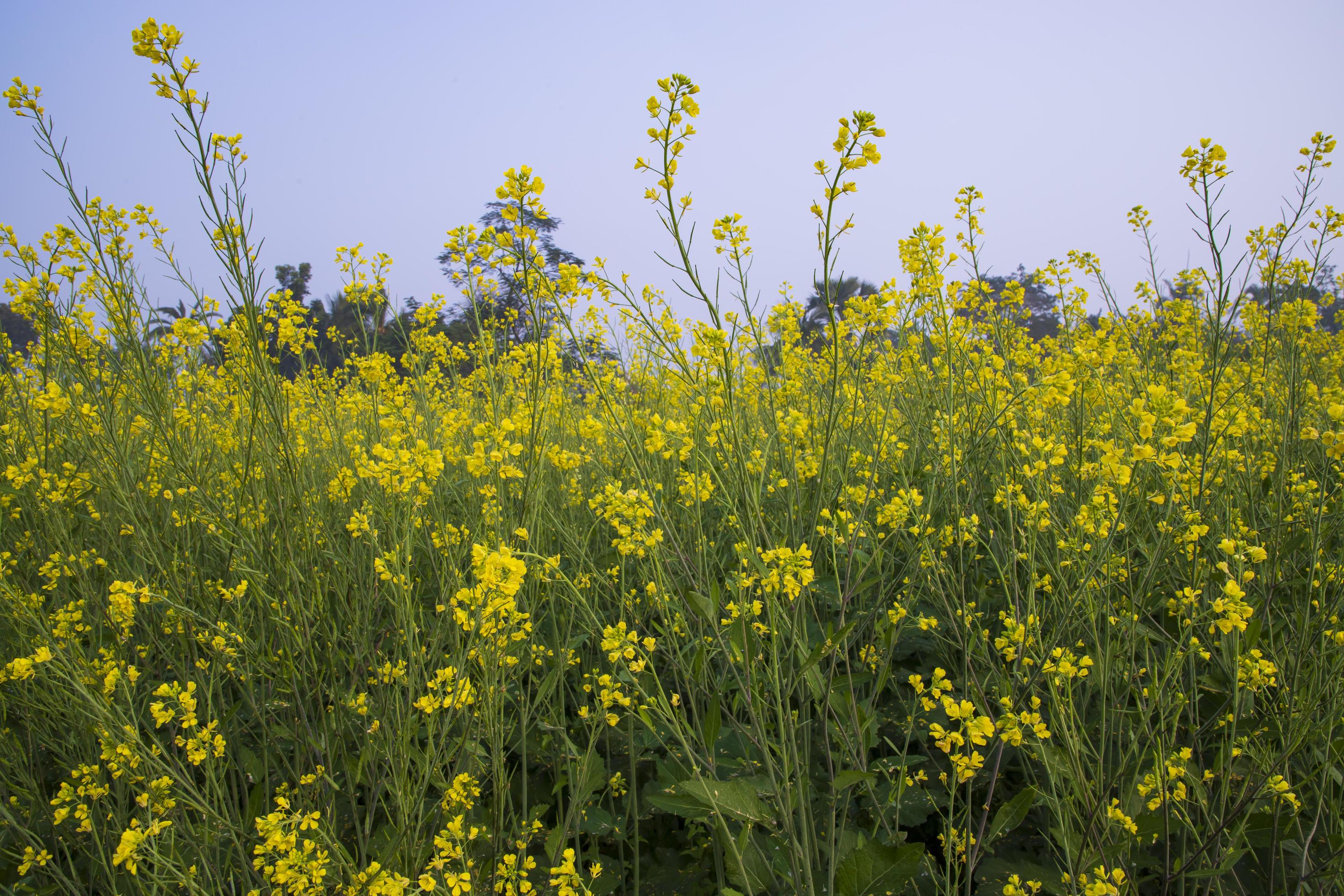 Yellow Rapeseed flowers in the field with blue sky. selective focus Natural landscape view Stock Free