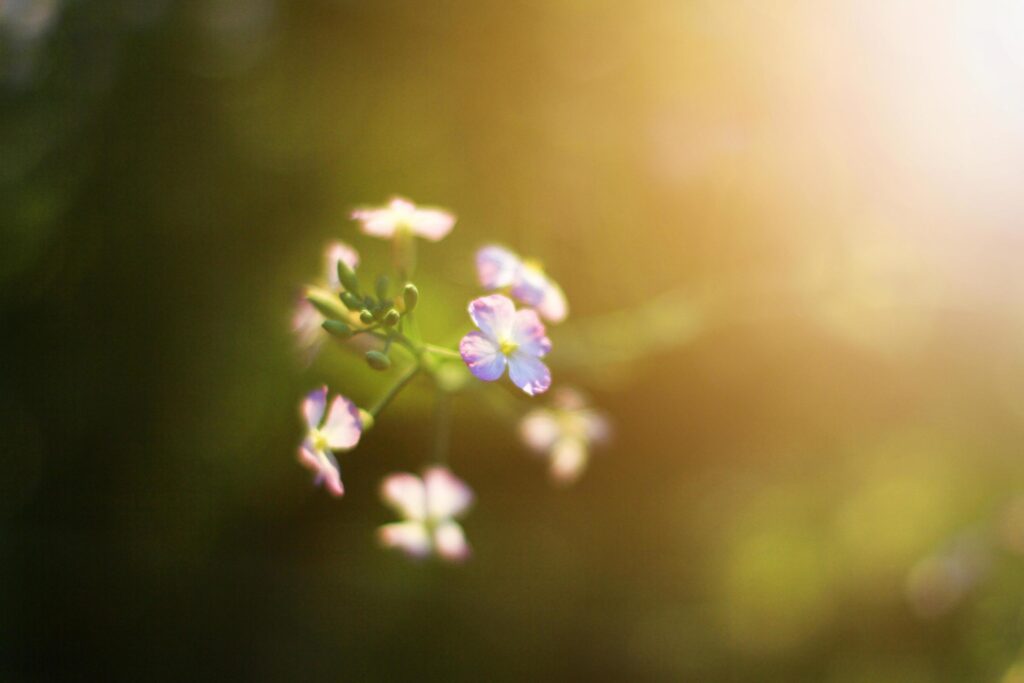 Beautiful bloming white wild flowers fields in springtime and natural sunlight shining on mountain. Stock Free