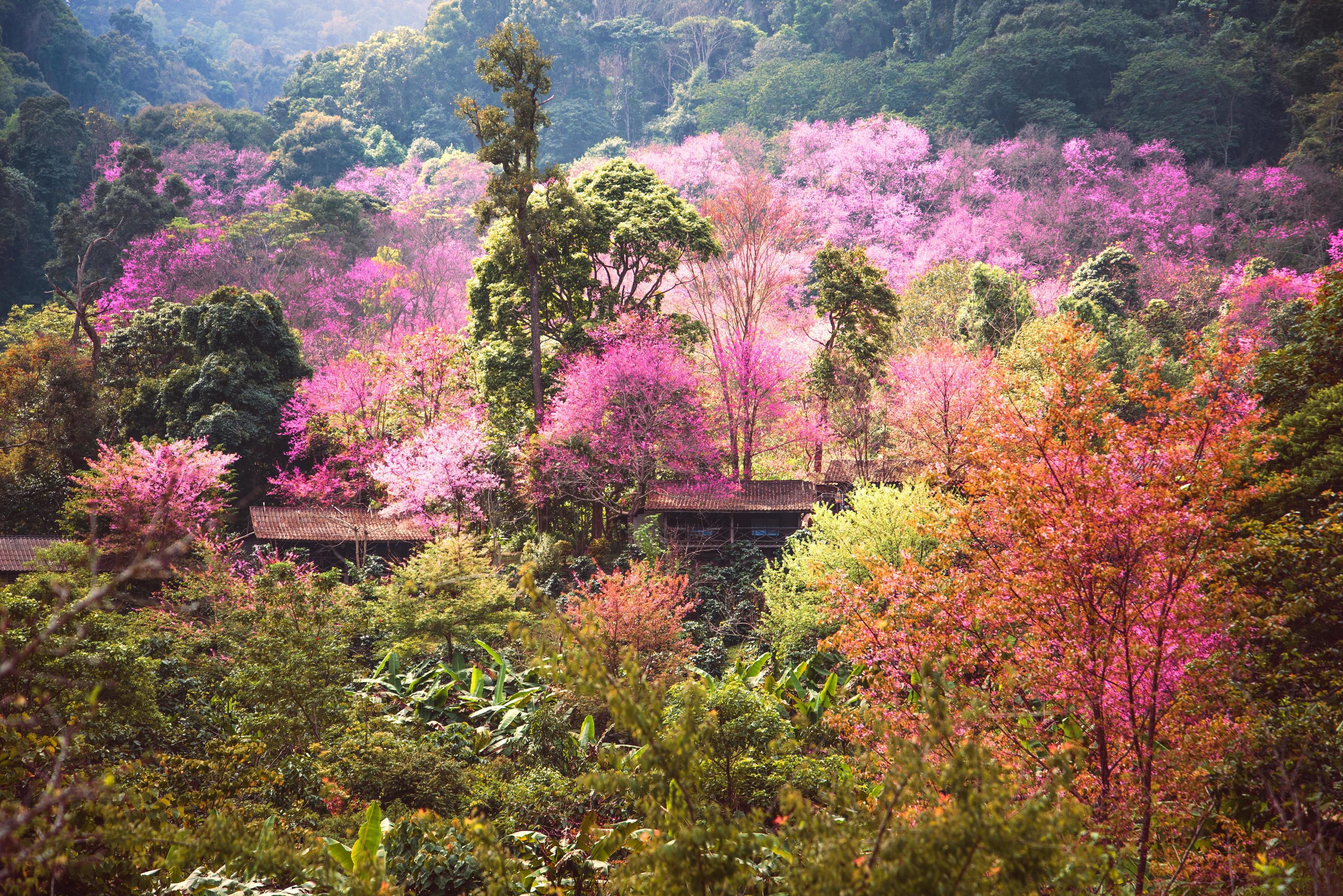 background nature natural mountain views. The flowers cerasoides. Stock Free