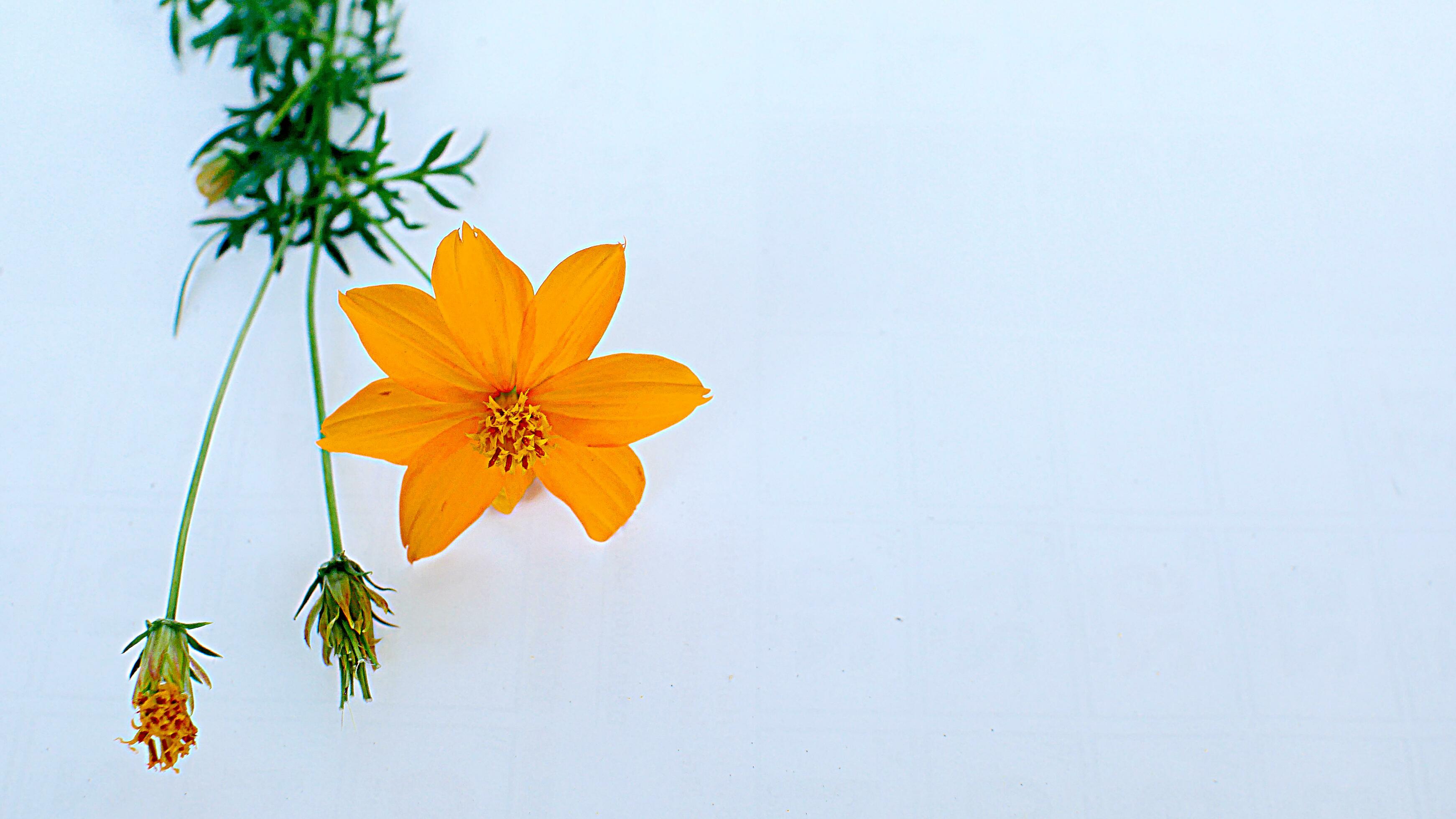 Beautiful flower on a white background Stock Free