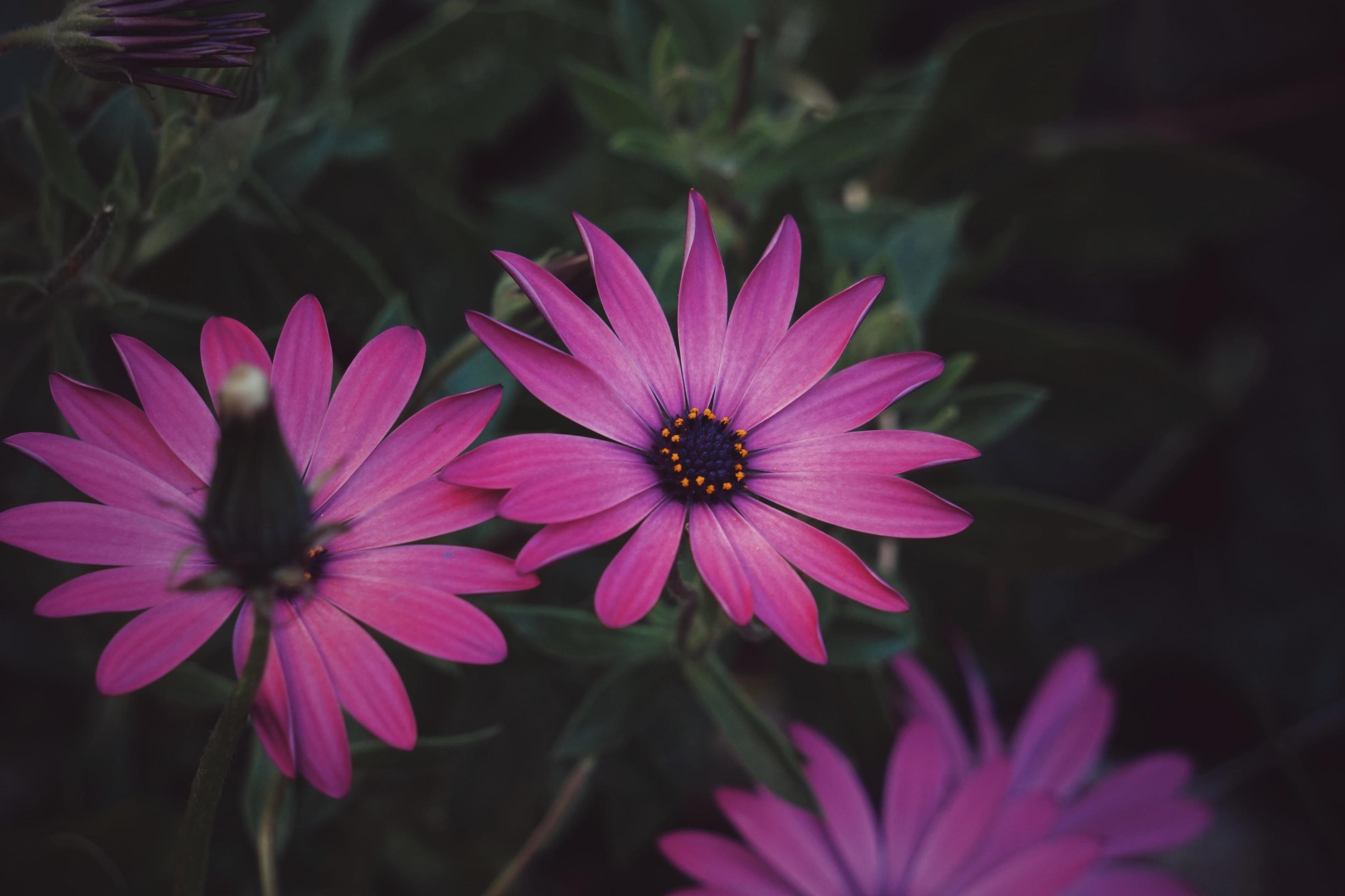 Pink flowers in the garden in springtime Stock Free