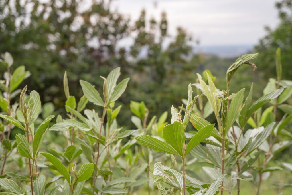 Landscape of hilltop with cloudy vibes when rain season. The photo is suitable to use for environment background, nature poster and nature content media. Stock Free