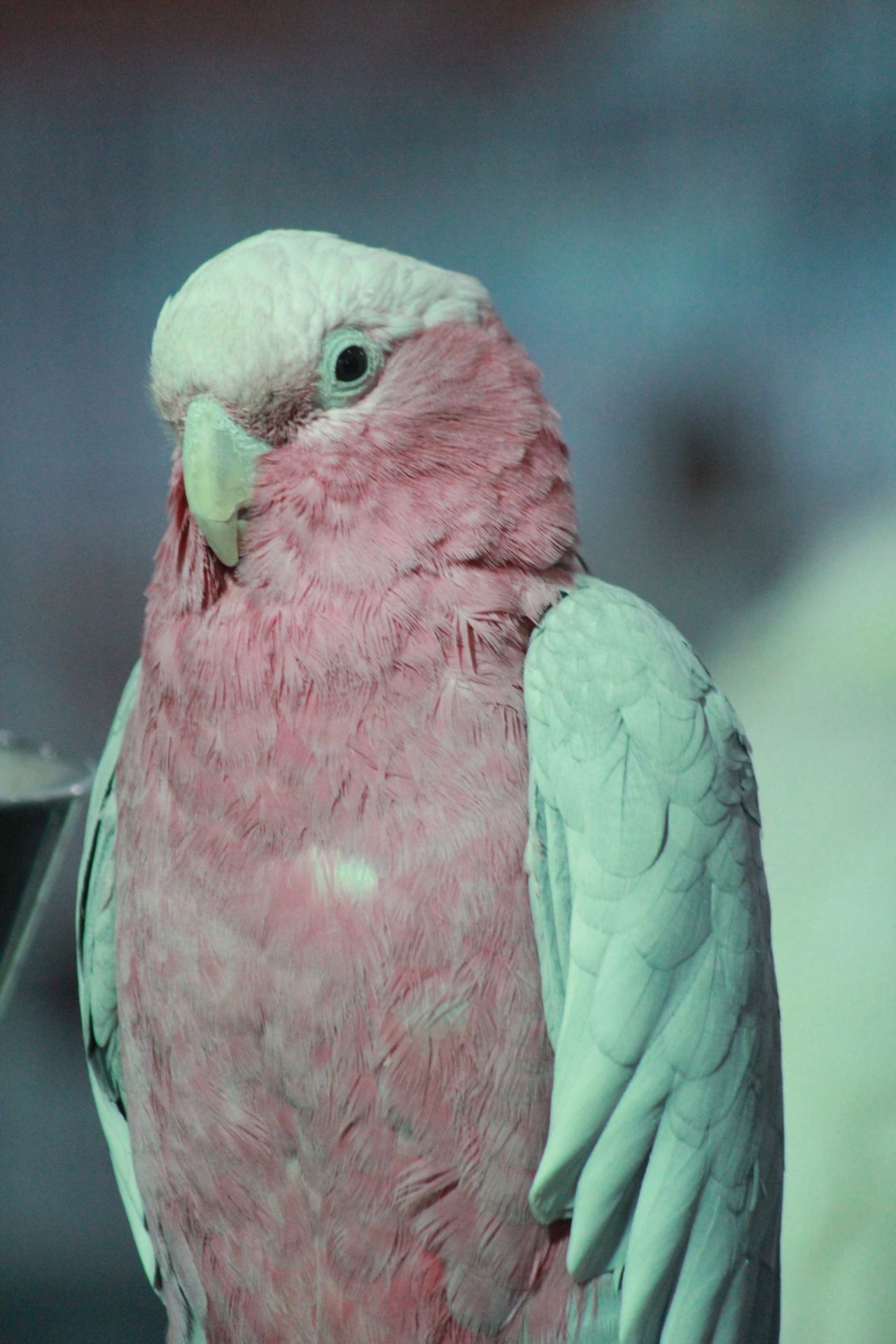 White Pink Bird Stock Free