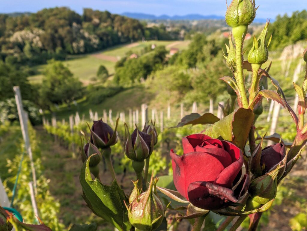 Read rose in foreground with vineyards, agriculture and forest blurred in background, nature and landscape template Stock Free