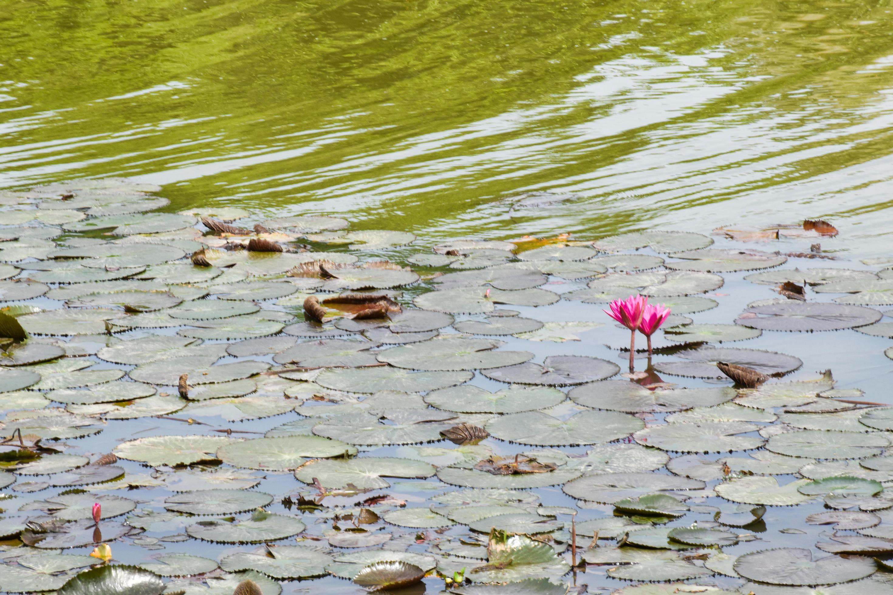 blooming lotus flowers and leaves beauty nature in lake phatthalung Stock Free