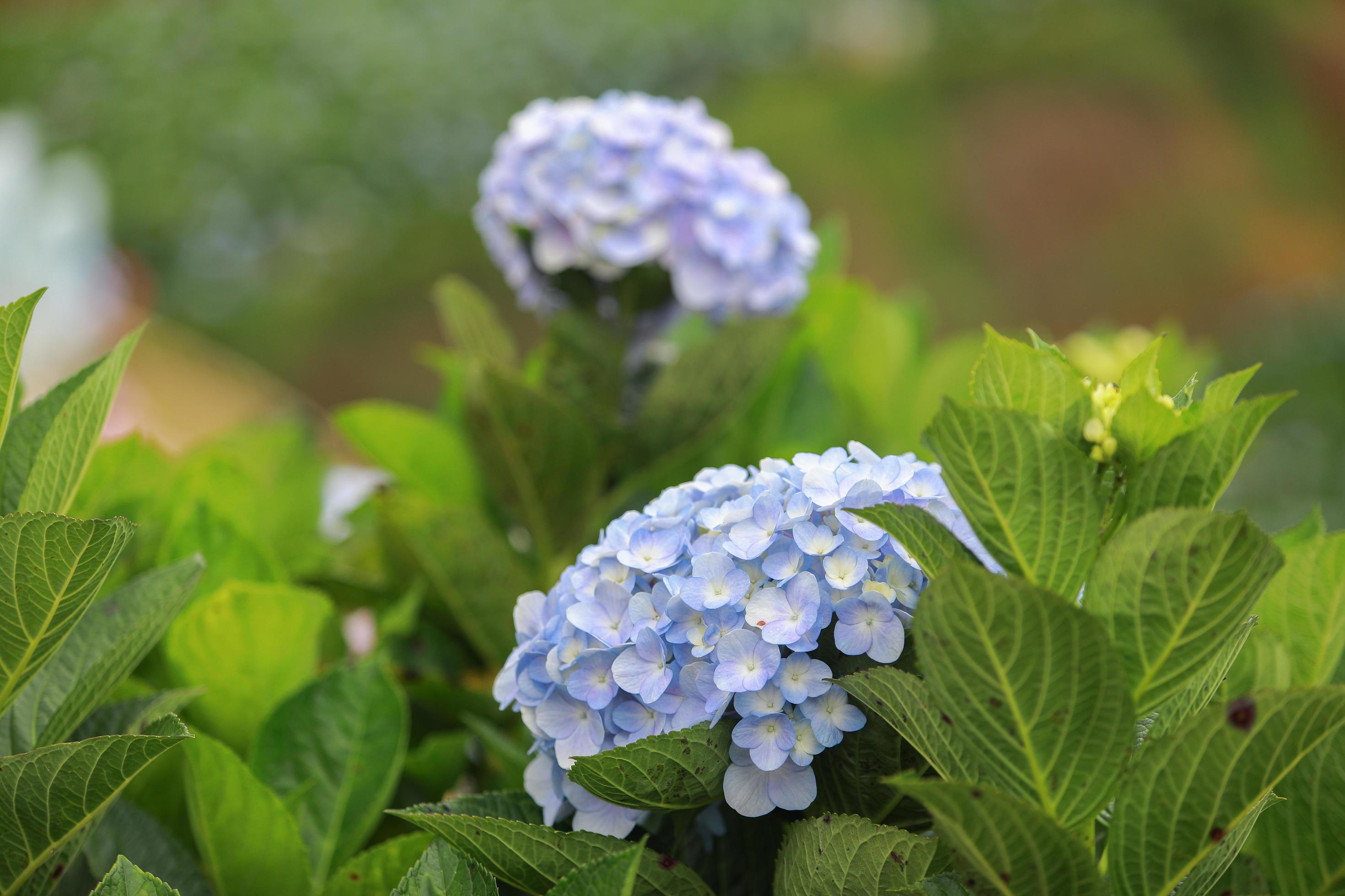 The white-blue flower calles hydrangea in a garden. Hydrangea Flower and Morning light Is a beautiful flower. Stock Free