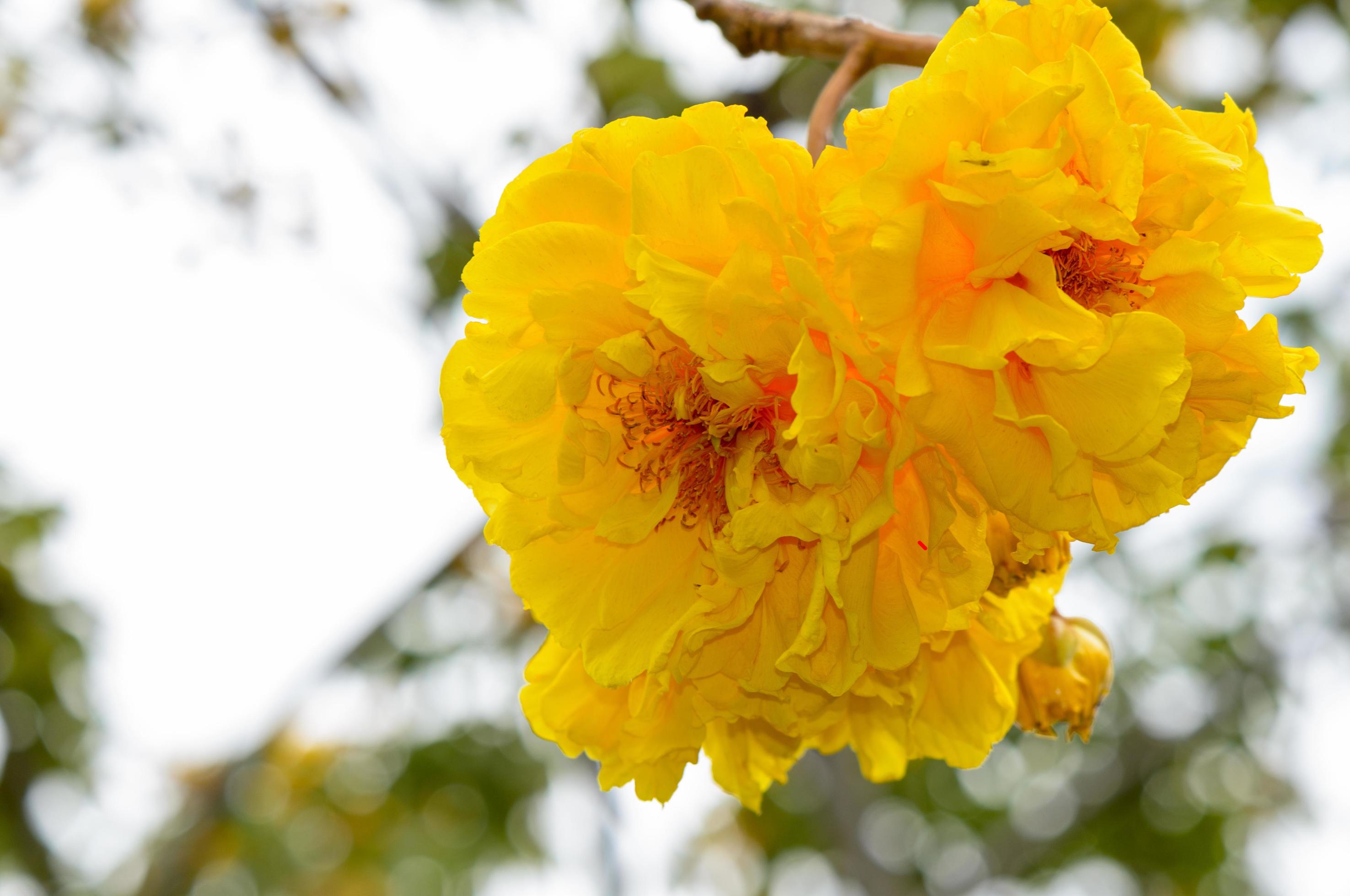 Yellow flowers of Cochlospermum Regium Stock Free