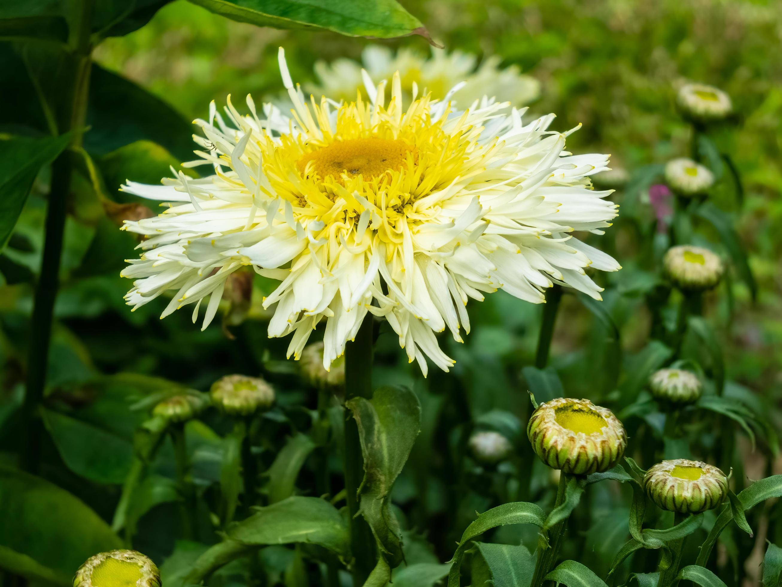 Yellow Chrysanthemums flowering in an English garden Stock Free